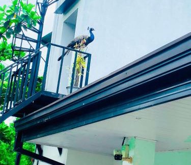 Kurunegala Bed & Breakfast | Premium Cottages B&B