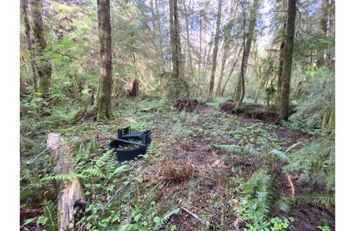 Forks RV Rental | Primitive Tent Site #13- Beautiful Forested Property