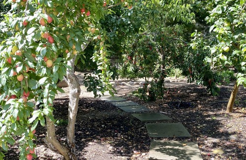 Montecito House | Private oak tree bungalow in the heart of Montecito!