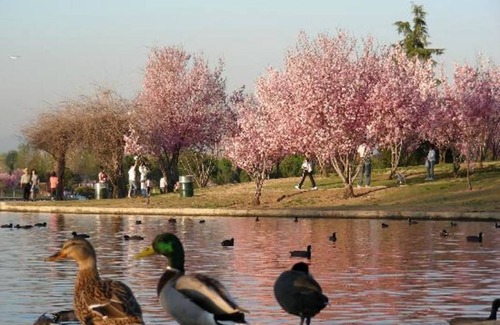 Lake Balboa Resort | Private room ∙ 1 guest