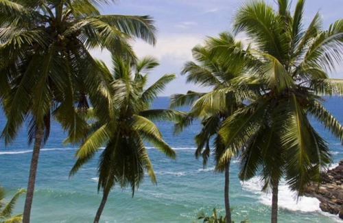 Kovalam Resort | Private room ∙ 2 guests
