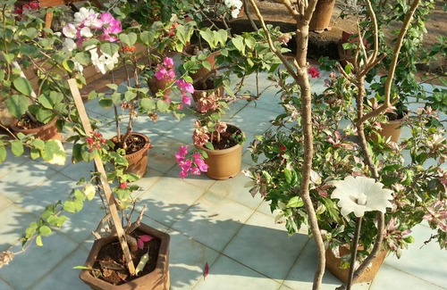 Juhu Resort | Private room ∙ 2 guests