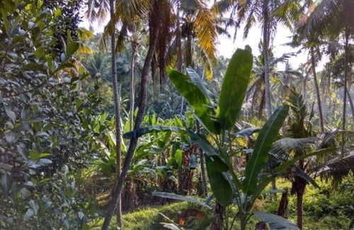 Kazhakuttam Resort | Private room ∙ 2 guests