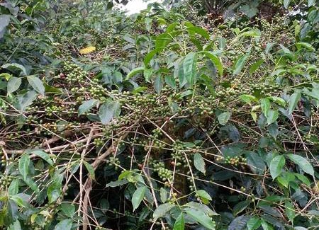 Valparai Resort | Private room ∙ 4 guests