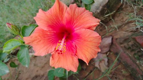 Gurugram House | Private room in Retreat by Walias Farm Stay
