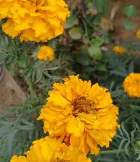 Gurugram House | Private room in Retreat by Walias Farm Stay