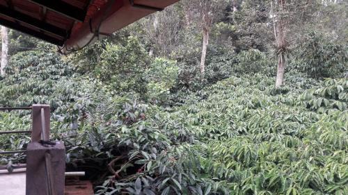 Somvarpet House | Punyasiri Homestay
