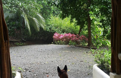 Carate Cabin | Pure Nature, 3 kilometers away from Corcovado Park, La Leona Station