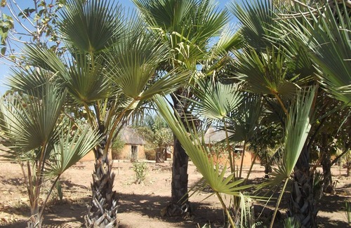 Banfora House | Quiet campsite located in the bush, near the Karfiguéla Waterfalls.