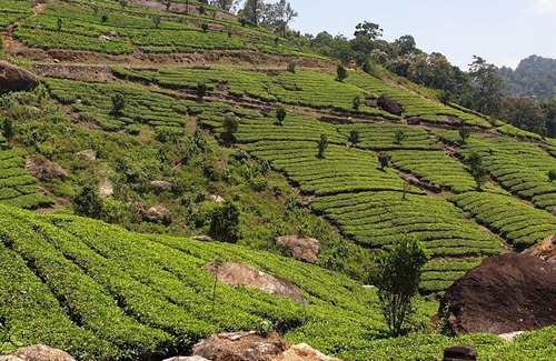 Devikolam Villa | Rainsvalley, Mankulam, Munnar
