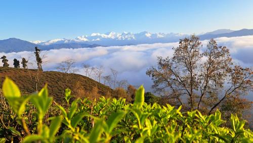Ging Tea Garden House | Rajpankchi Junglestay