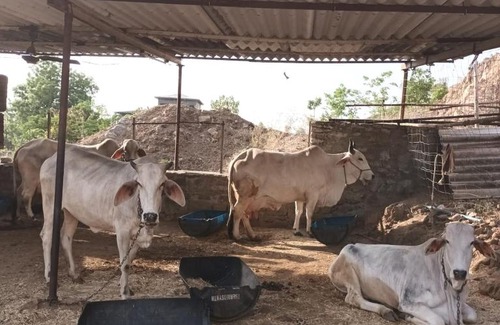 Desuri House | Ranakpur Farm House