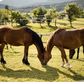 Irinovac House | Ranch Terra