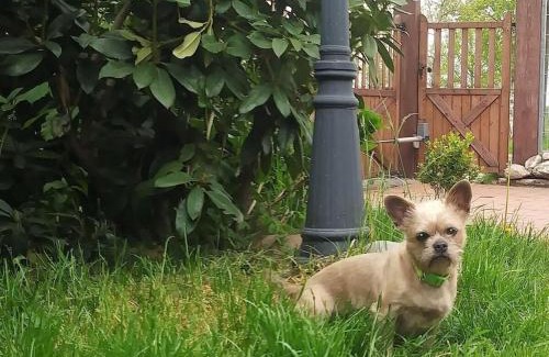 Dietrichsfeld House | Ranchhouse Dogs and horses welcome