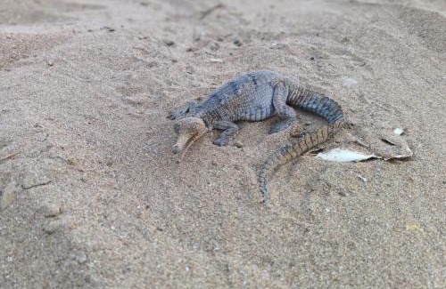 Sawai Madhopur Other | Ranthambore Nature Camp Resort