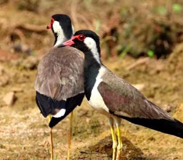 Sawai Madhopur Other | Ranthambore Nature Camp Resort