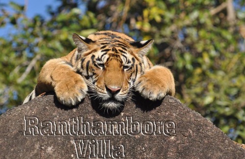 Sawai Madhopur Resort | Ranthambore Villa