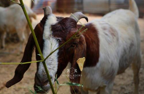 Magaliesberg Apartment | Refreshing Mountain FarmStay w Boma,Pool,Hikes,Obstacle Course
