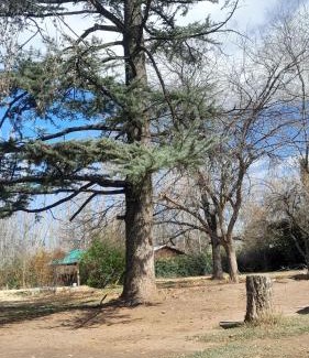 Lujan de Cuyo Apartment | Relajante cabañita rodeada de bodegas