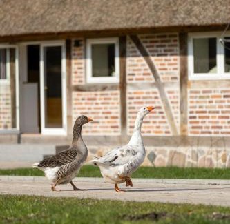 Ratekau House | Relax In A Thatched Barn With A Sauna