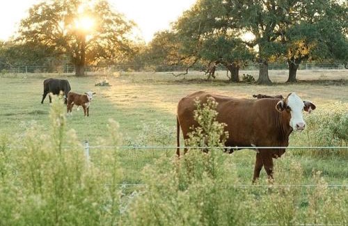 Cedar Creek House | Relaxing Modern stay on a Ranch