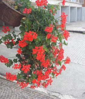 Marilleva Apartment | Residence Lores 2 - Go Vacanze