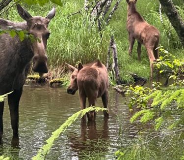 Bear Creek Apartment | Resurrection River Rentals