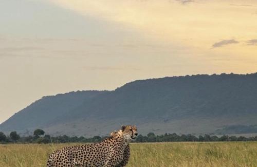 Maasai Mara Bed & Breakfast | Retosafarismara
