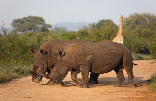 Hlabisa Cabin | Rhino Ridge Safari Lodge