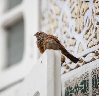 L'Ocean House | Riad Blue Garden