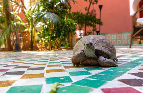 Riad Zitoun Jdid House | Riad Kaiss By Anika