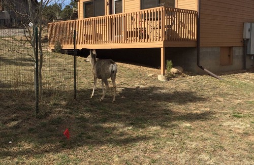 Estes Park Cabin | River Cabin - Close to Downtown, YMCA, and R.M.N.P.