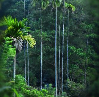 Stuart Hill Resort | River Valley Retreat Coorg