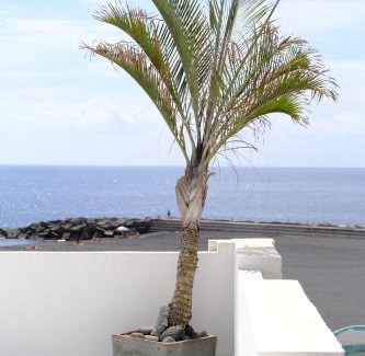 Santa Cruz de la Palma House | Rooftop Dreamhouse - 3BR with Seaviews