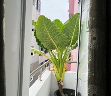 Male House | Rooftop Rooms