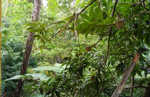 Fatona House | Room with a view in Per-Seraulim, Colva