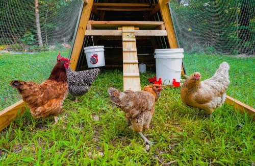 Powell House | Rustic Cabin Retreat - Cozy Stove & Fresh Eggs