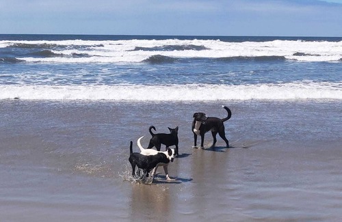 San Quintin Other | Rustic off-grid retreat for animal lovers and adventure seekers!