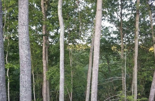 Blacksburg RV Rental | RV Site (A)w/ Full Hook Ups, 5 minutes from VT! Bring your Own RV & come stay!