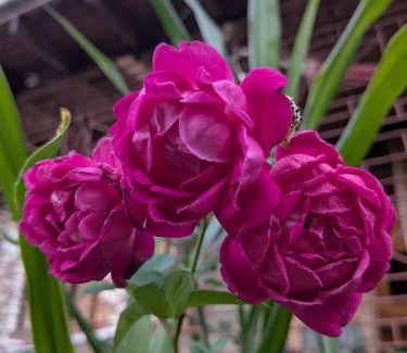 Mavis Bank House | Sacred Acres