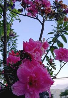 Rishop House | Salakhahomestay