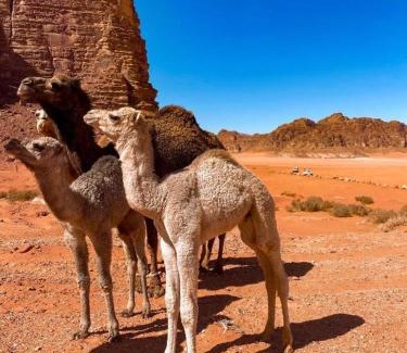 Wadi Rum Apartment | Salem Wadi Rum Road