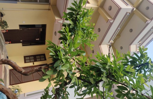 Kathmandu Bed & Breakfast | Samakhusi deluxe apartment.servied apartment.