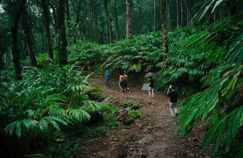 Devikolam Other | Sathram Camp and Homestay, Mankulam, Munnar, Kerala