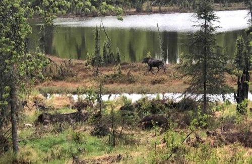 Kalifornsky Apartment | Scout Lake Adventures - LAKE FRONT fishing avail