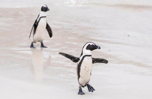 Simon's Town House | Seascape Cottage