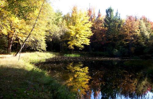 Stony Creek House | Secluded Cottage Rental in the Woods in Stony Creek, New York