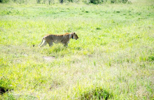 Maasai Mara Other | Semadep Mara Camp