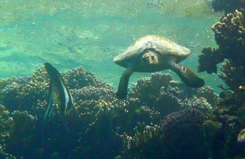 Soma Bay Other | Sharm El Naga Resort and Diving Center
