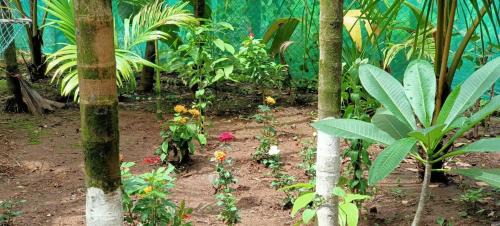 Alibaug Apartment | SherBaug 2BHK Villa The Nature-Nearby Beach